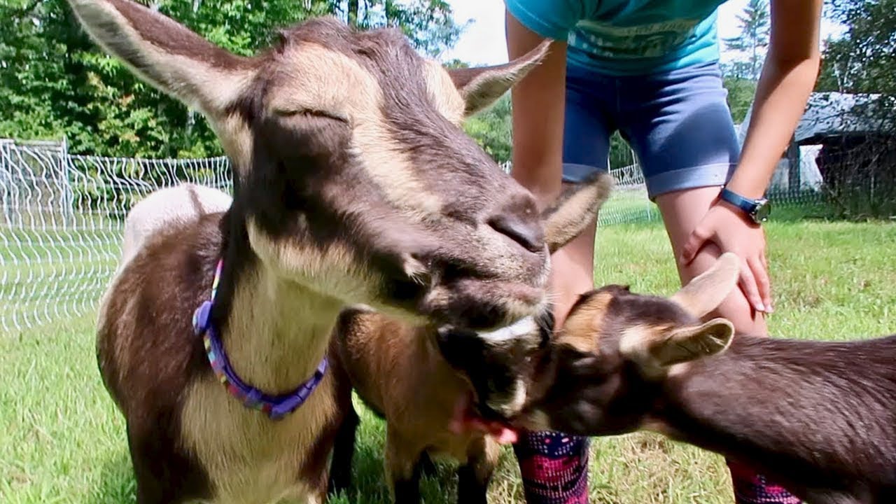 When we Give Our Goats an APPLe this HAPPENs