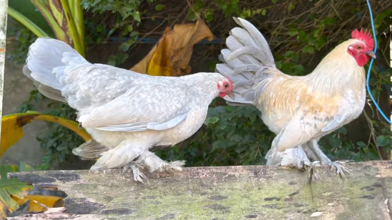 Poule et Coq Sabelpoot porcelaine,,,