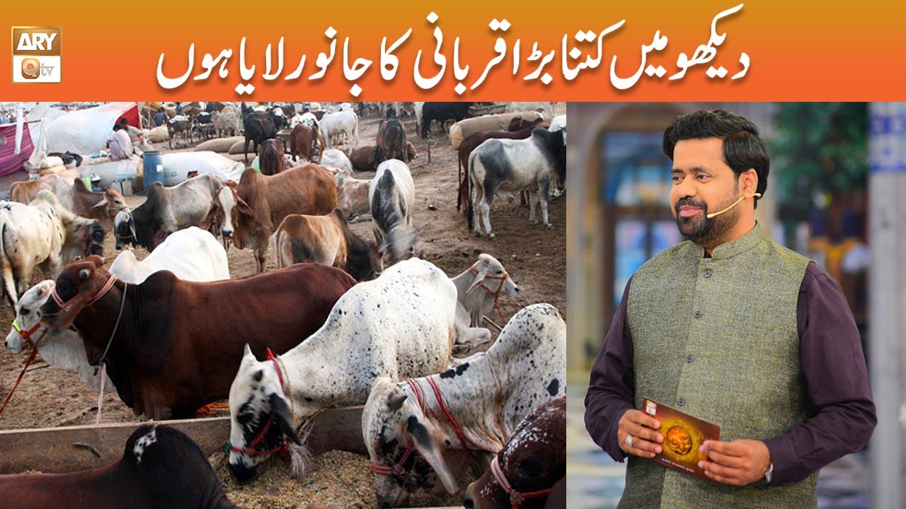 Dekho main Qurbani ka Kitna Bara Janwar Laya hoon? | Prof. Sumair Ahmed | ARY Qtv