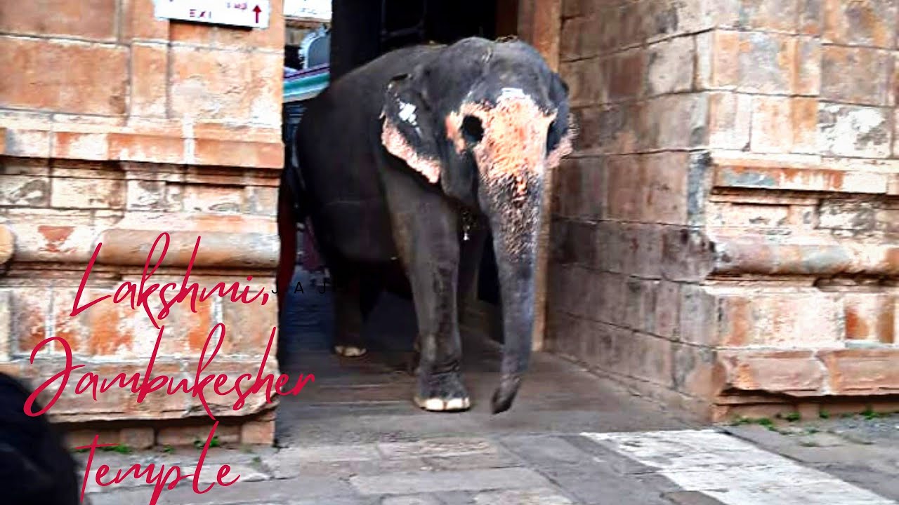 Jambukesher Temple||Akhila elephant ||Srirangam||Trichy|
