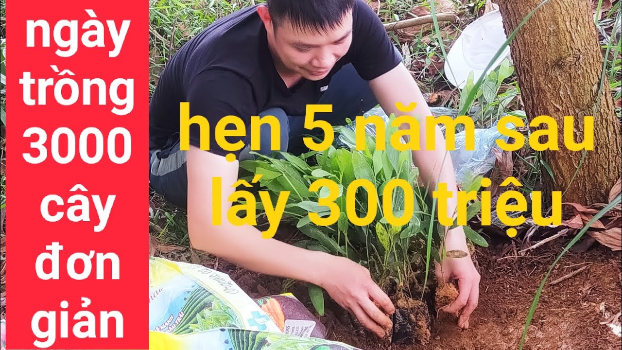 Kỹ thuật trồng cây keo đơn giản hiệu quả nhất