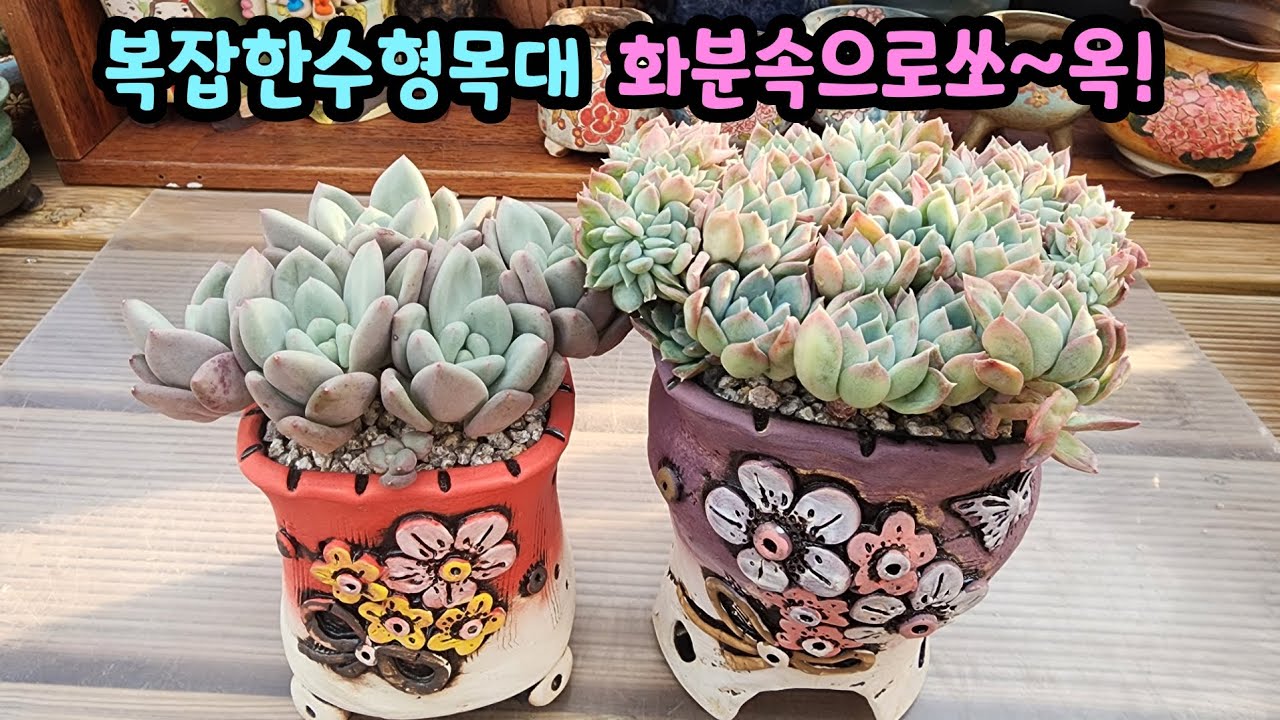 260301 미로처럼복잡한목대가가득~화분속으로깊숙히심어단정하게고정해요^^
