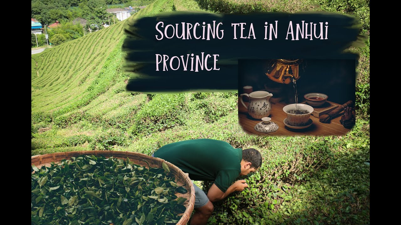 Importing tea - Visit to a tea factory in Shitai, China.