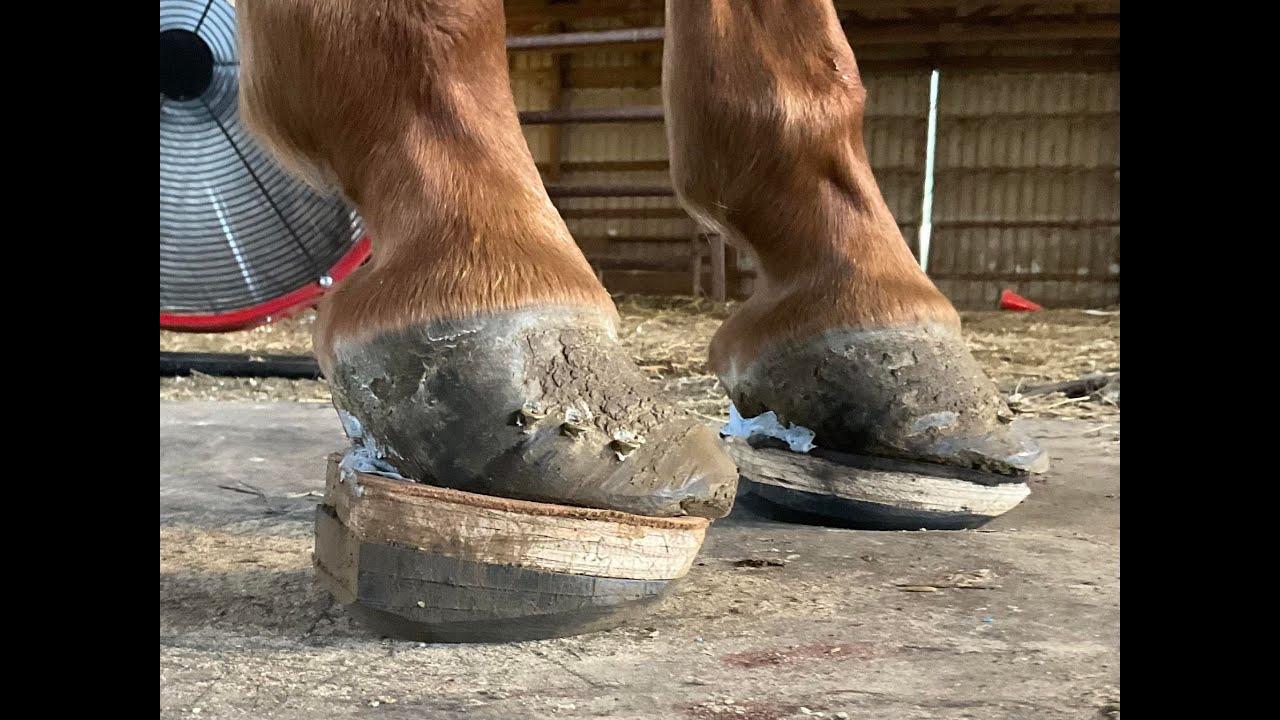 Restoring Quality of Life to Foundered Horse
