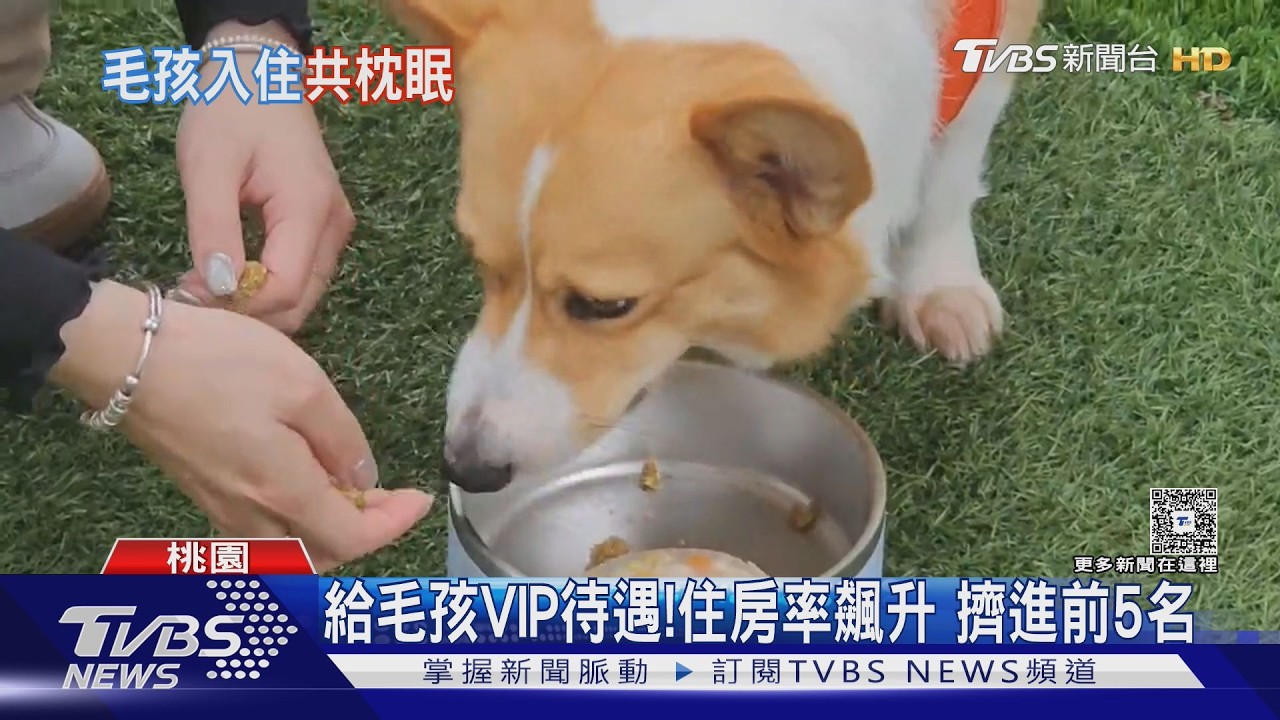 搶毛孩商機!飯店寵物房擴增 住房率漲6成｜TVBS新聞 @TVBSNEWS01