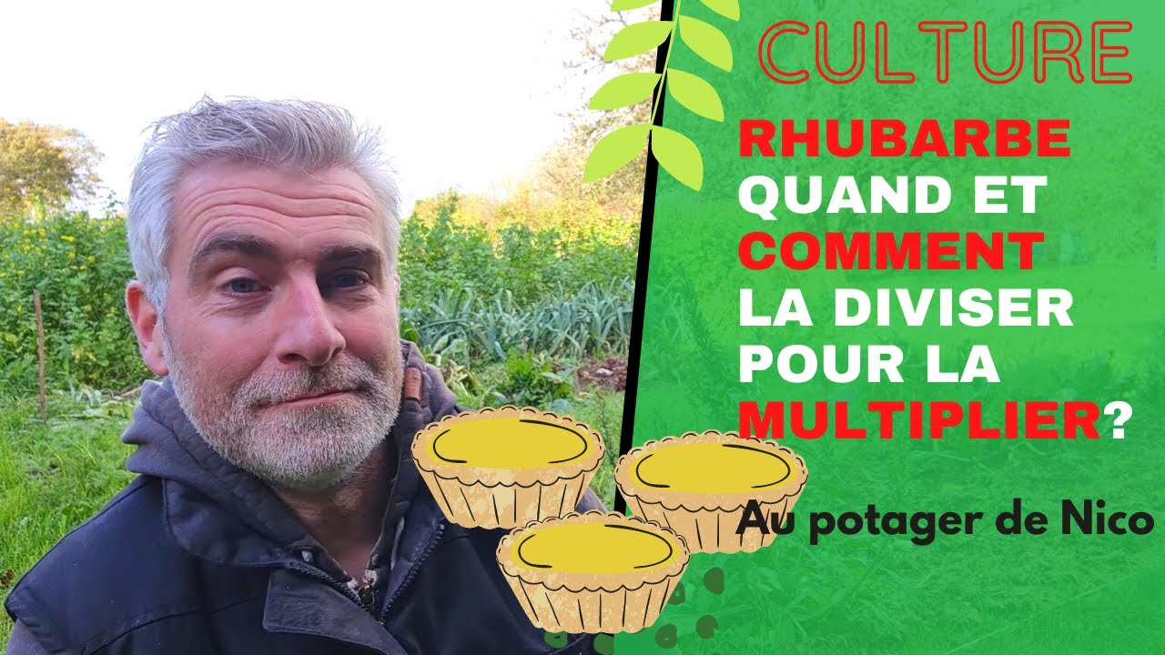 Tout sur la culture de la rhubarbe🌴, [tuto] multipliez la facilement, comment et quand?