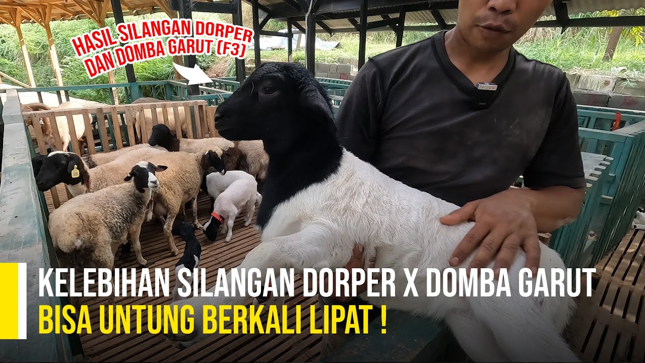 Riview Hasil Silangan Dorper Dan Domba Garut, Ada F1 Sampai F3 ?! @PUSAT DOMBA