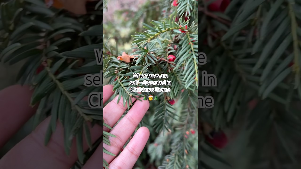 #christmas