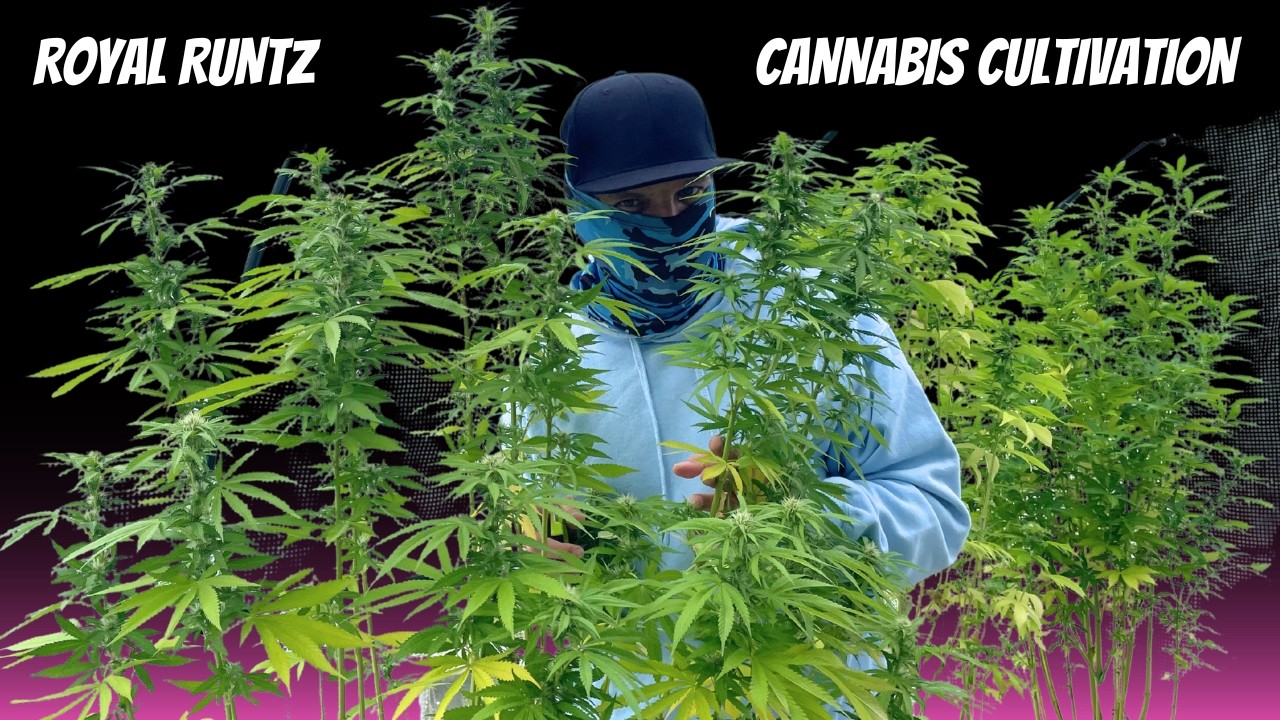 Follow Runtz, Blueberry & Special Queen - Flower Outdoor to Harvest Indoor - Cannabis Cultivation