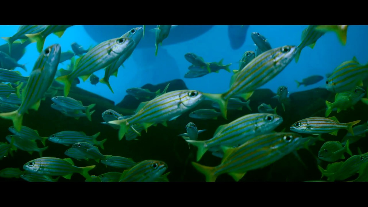 The Dark Side of the Aquarium