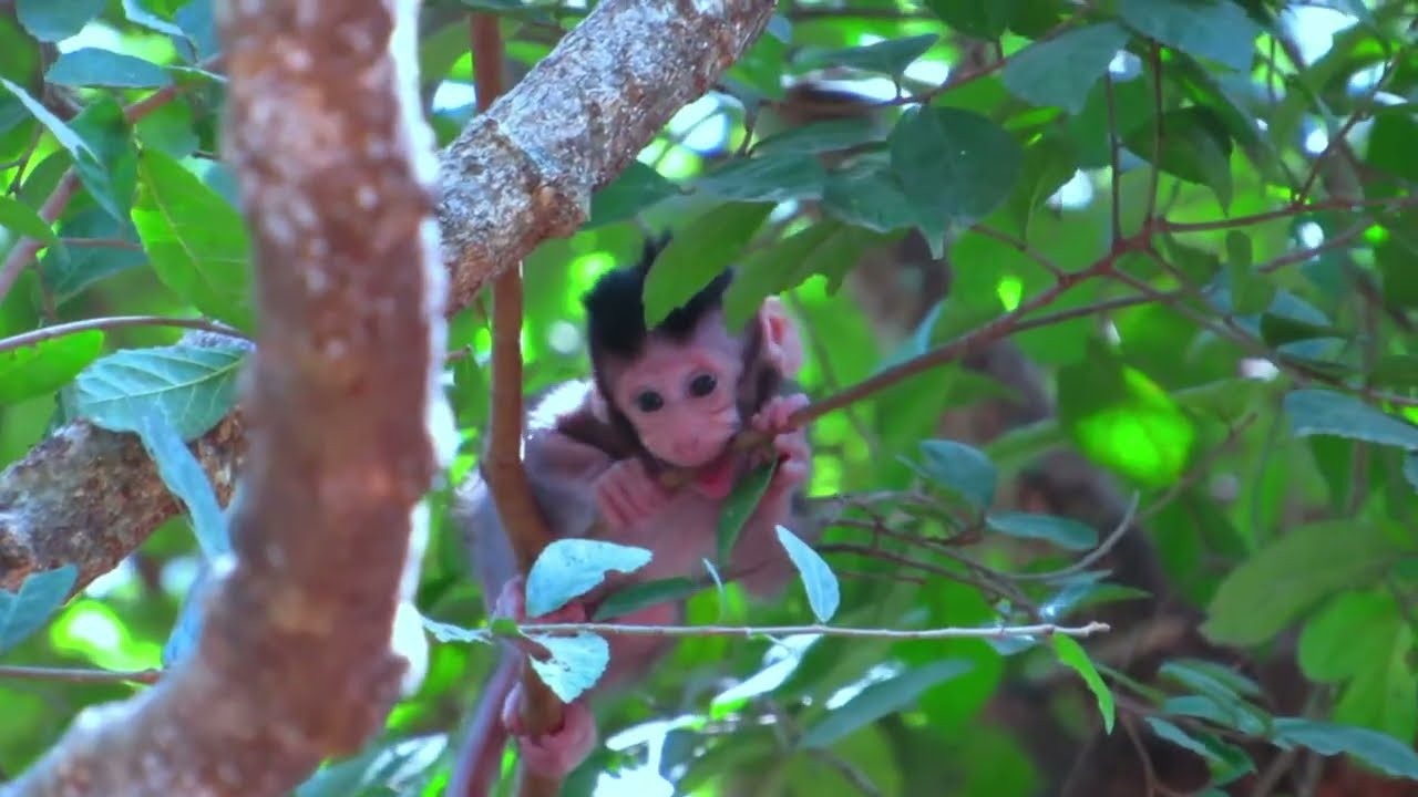 Healing 4-Seasons: Baby Monkey Challenge on Tree.
