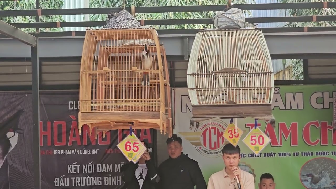 CB Heo Rừng 50