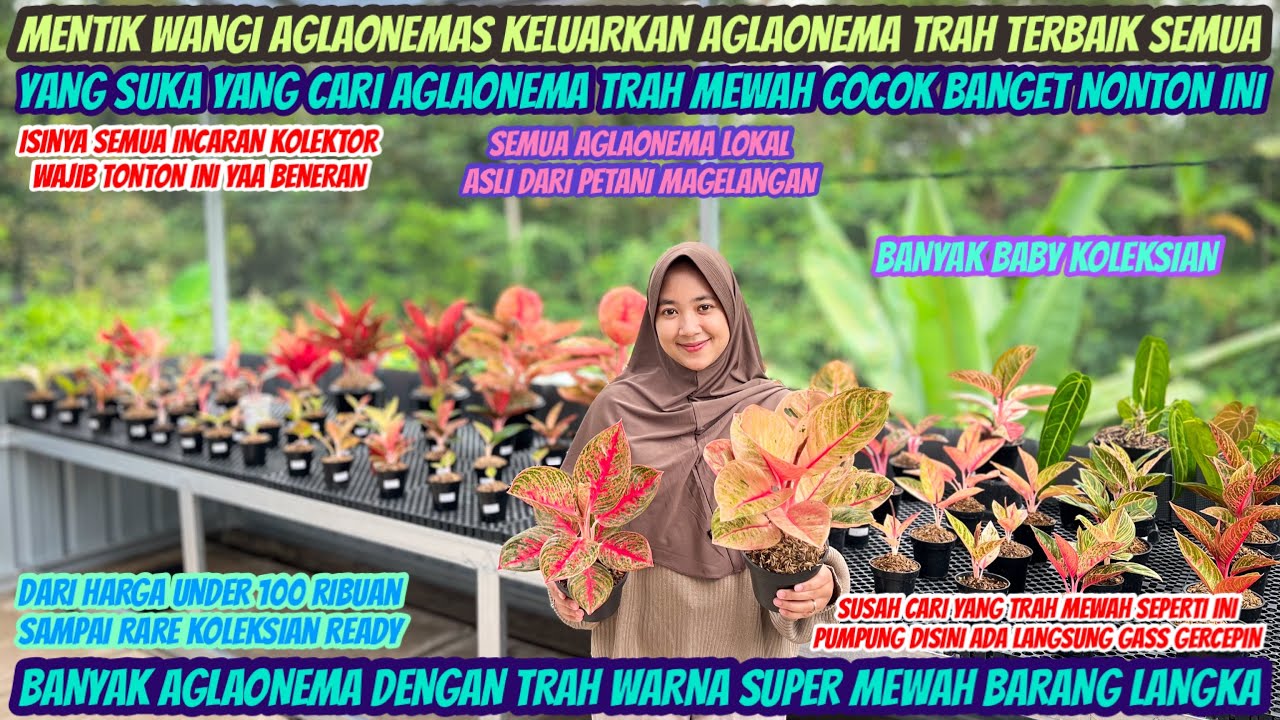 BANYAK STOK BARU DI MENTIK WANGI AGLAONEMAS‼️WAJIB TONTON INI PASTI BANYAK DEAL‼️