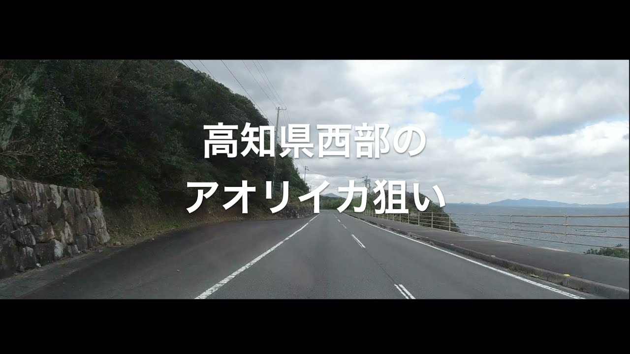 2021.1アオリイカを釣りに高知へ（エギング釣行）