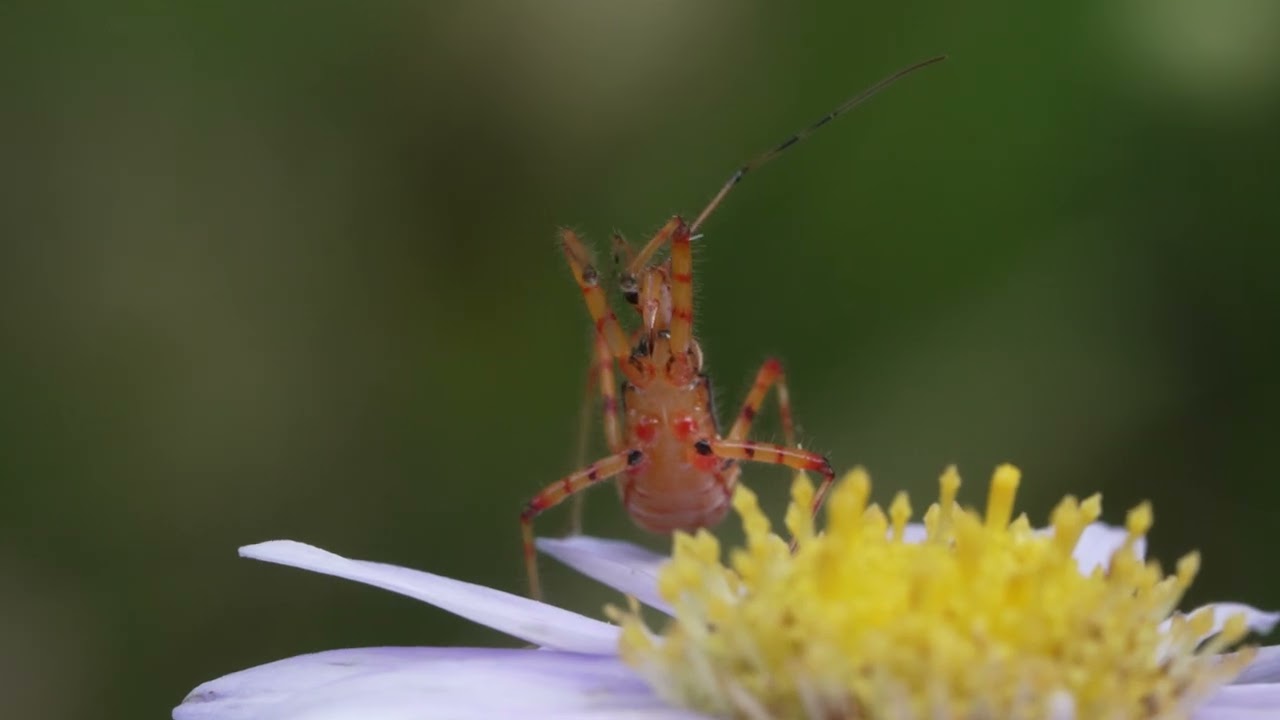 アカサシガメ 幼虫