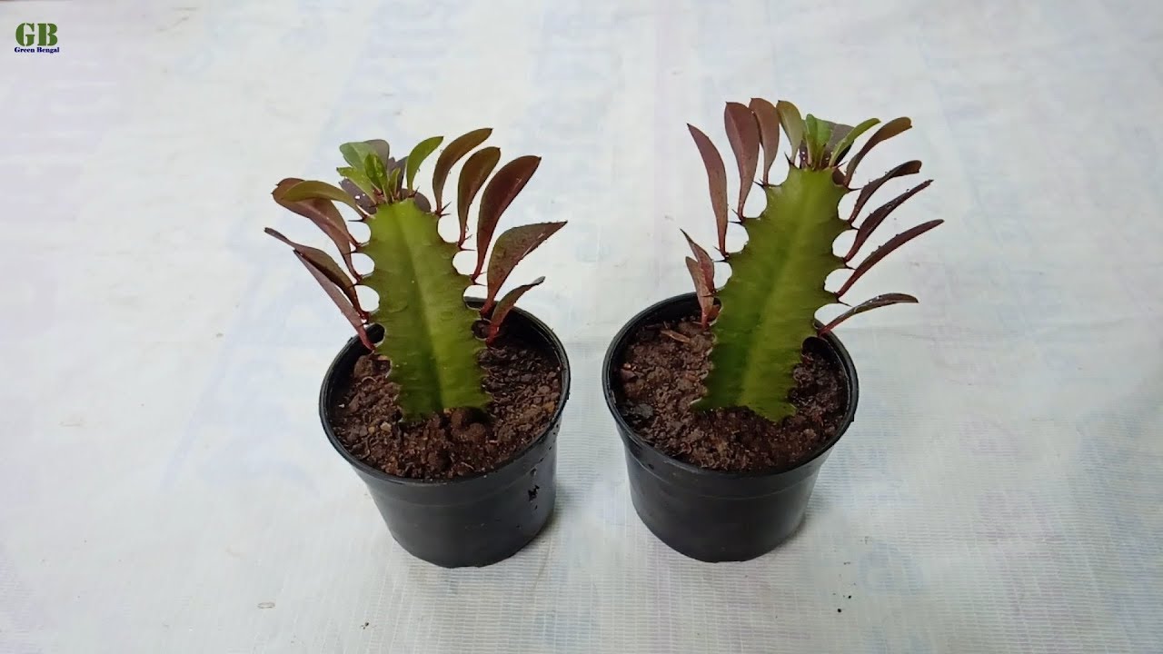 Как размножить молочай треугольный (Euphorbia Trigona) или африканское молочное дерево черенком