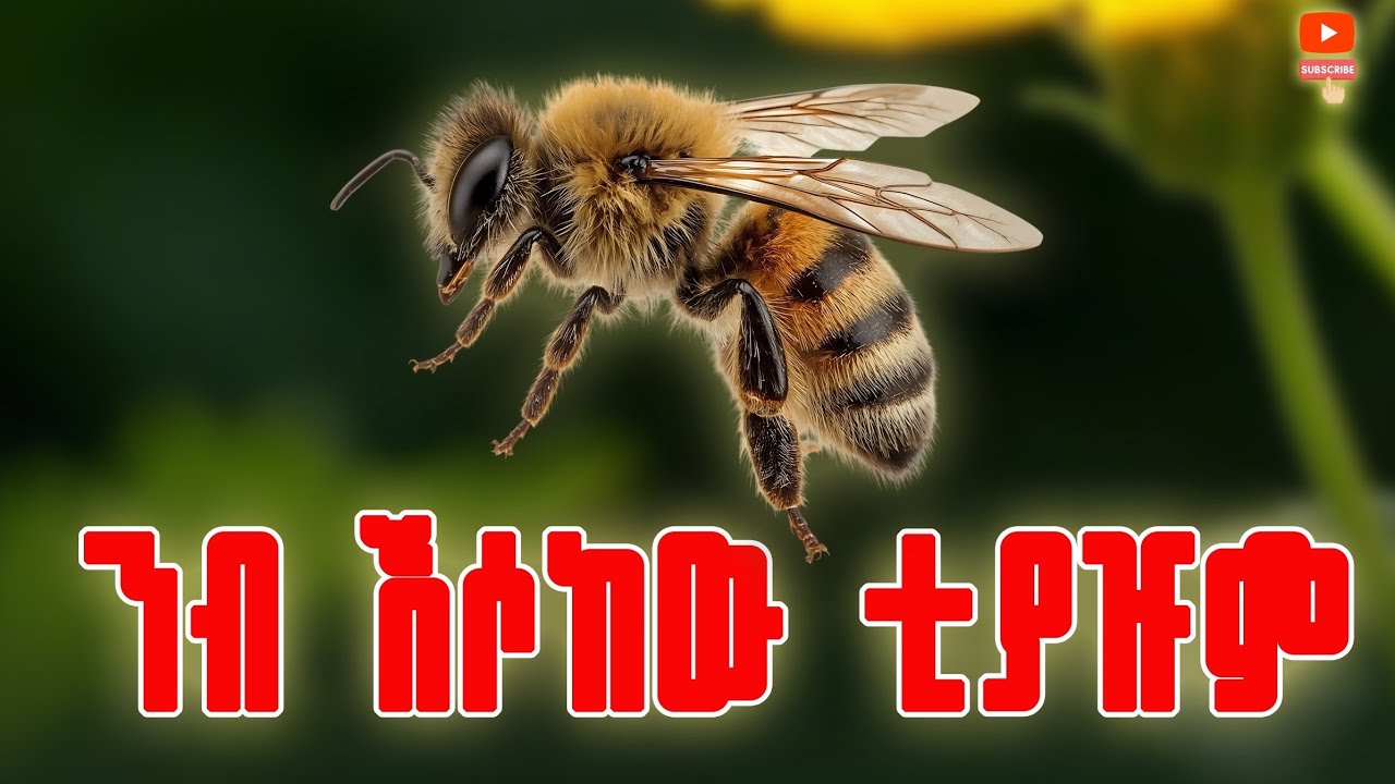 የሞጨ ላለ ተሻሎቸ