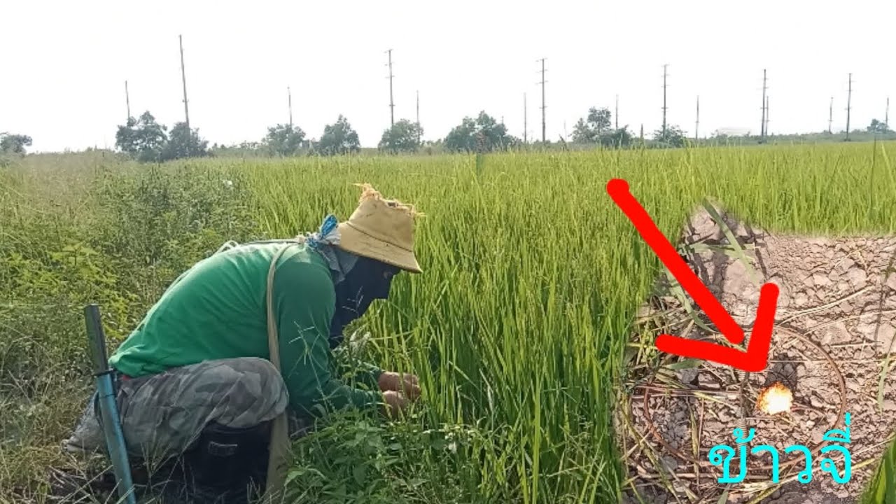 ดักหนูด้วยเหยื่อขี้ใต้กลับข้าวจี่อันไหนจะดีกว่ากัน