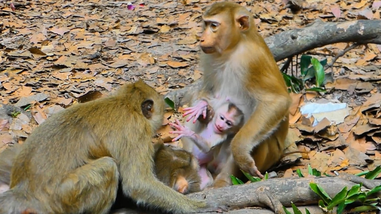 Cute Baby Monkey Levy Gets a Loving Hug from Pretty and Sister Rainbow Worries About Baby Levy💞🐒
