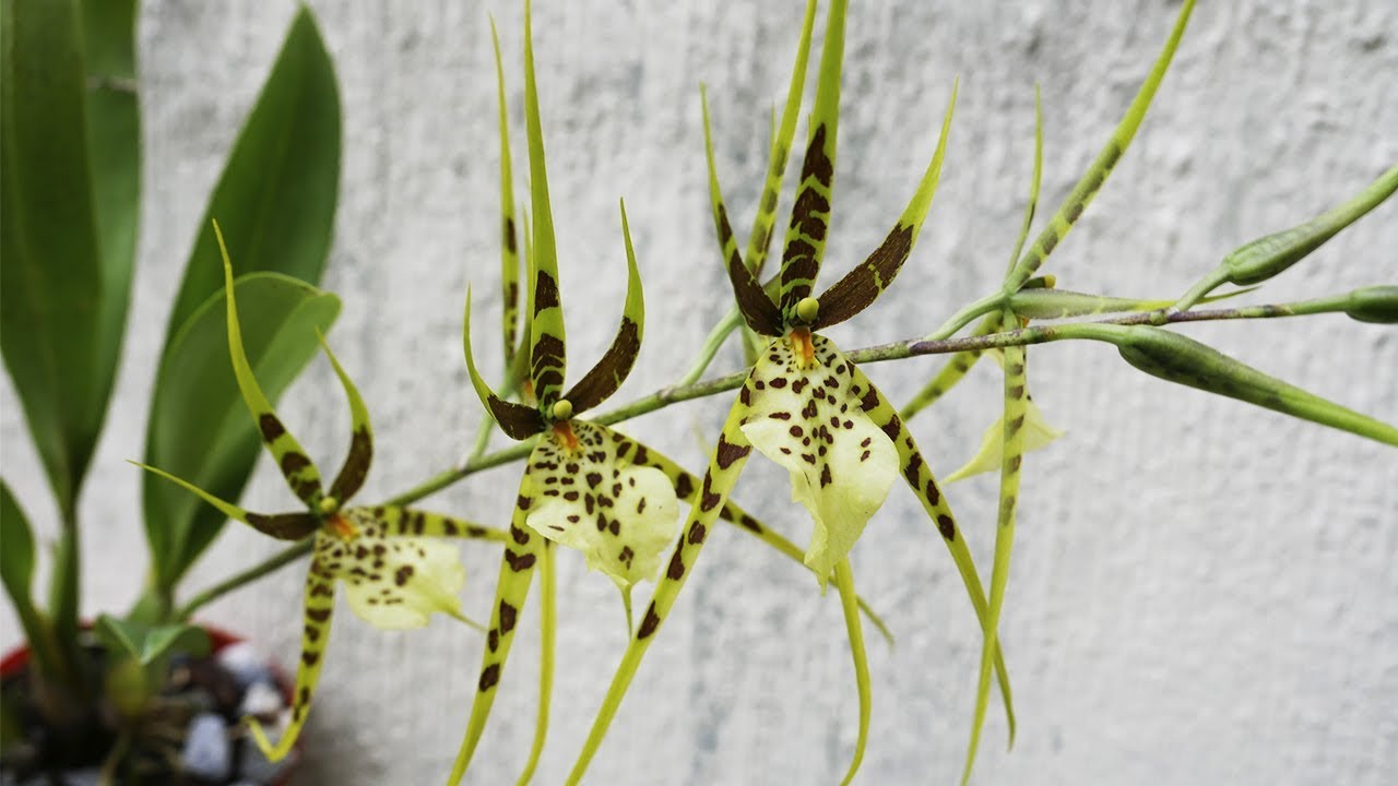 Brassia 'Rex' - Orchideen Pflege leicht gemacht!