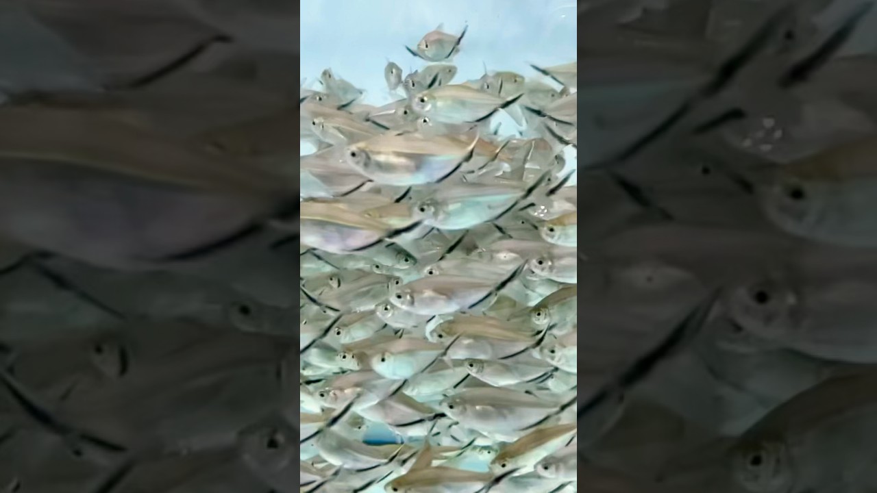 Silver Tip Tetra swim in groups 