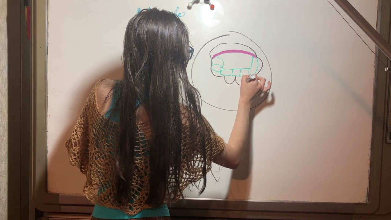 Retináculo Extensor y Compartimentos. Anatomía Miembro Torácico. Ortopedia y Traumatología