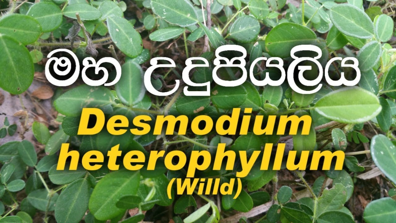 Maha udupiyaliya - Desmodium heterophyllum - Ayurvedic plants