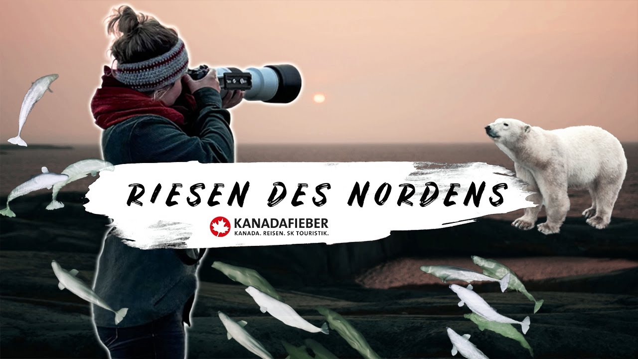 Polarbären & Belugas – Mein emotionales Wildtierabenteuer am Tor zur Arktis! |Expedition Manitoba 🇨🇦