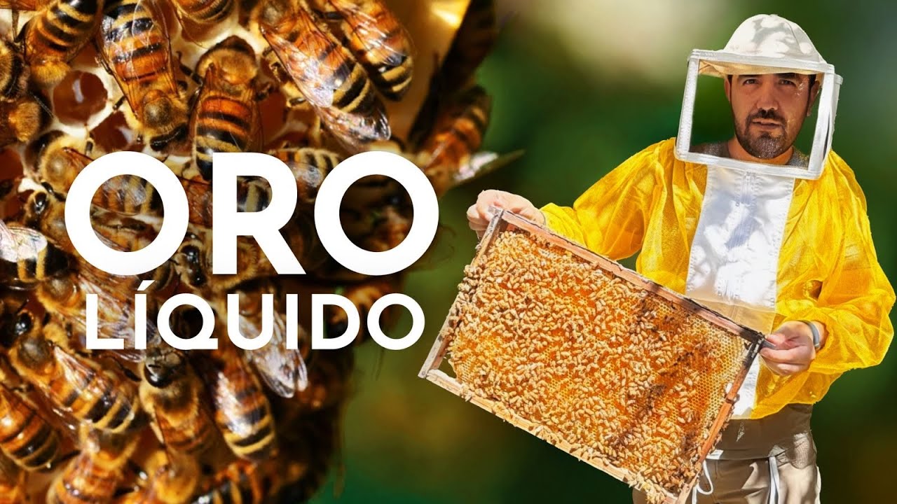 Abejas y miel conociendo la apicultura en la Sierra Norte de Puebla