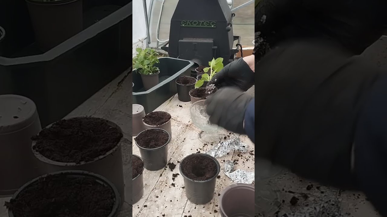 Секрети черенкування петунії, калізії та бегонії: як я починаю тепличний сезон у морози ❄️ 