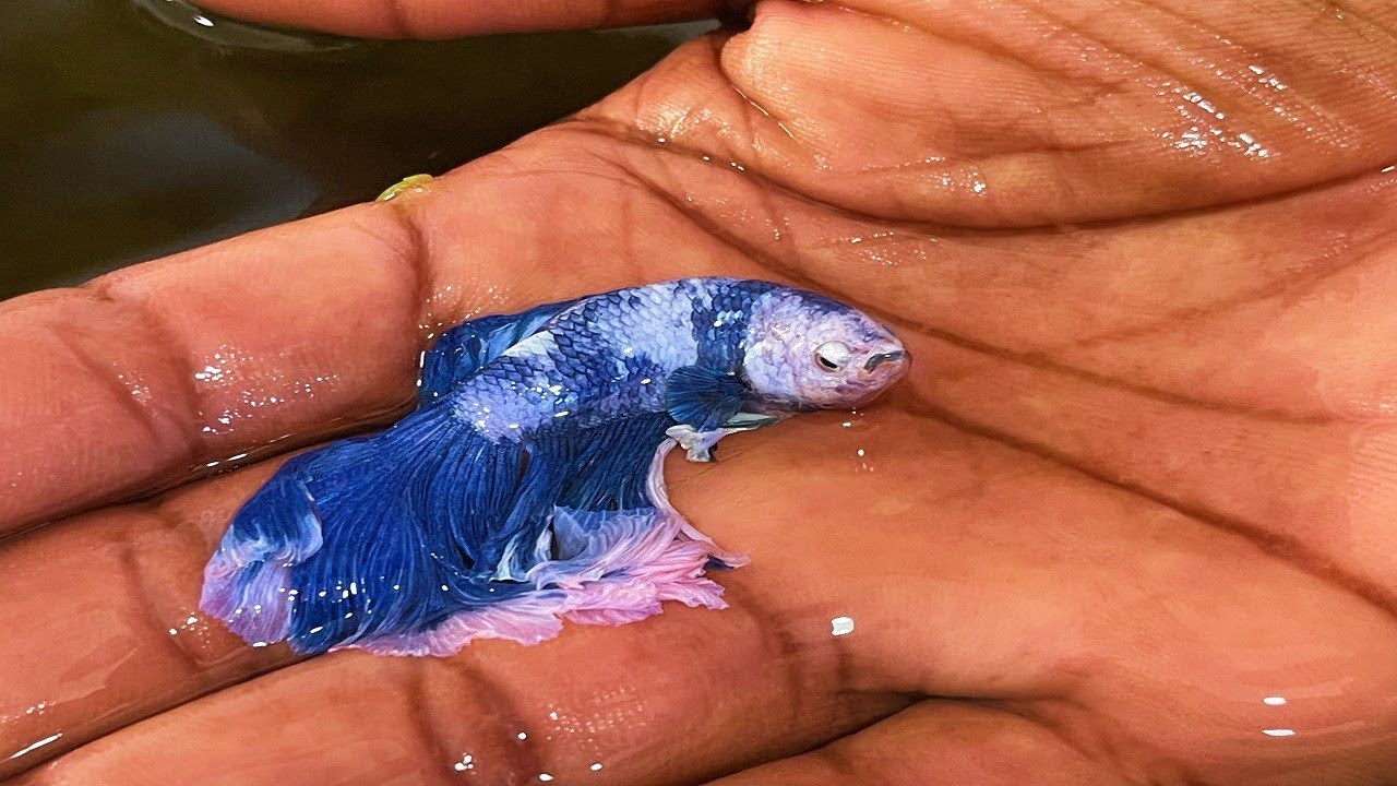 El pez betta de los 2000 dólares
