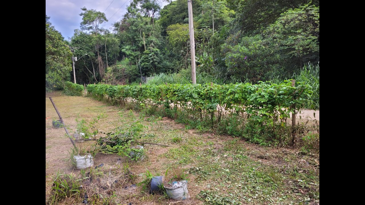 Cerca Viva de Sansão do Campo Relatos pt4 - Podas de formação