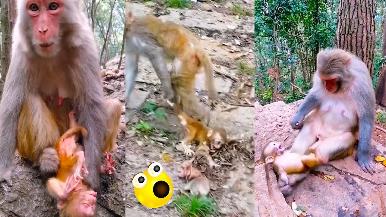 Poor baby monkey has no love from family and friends, constantly bullied