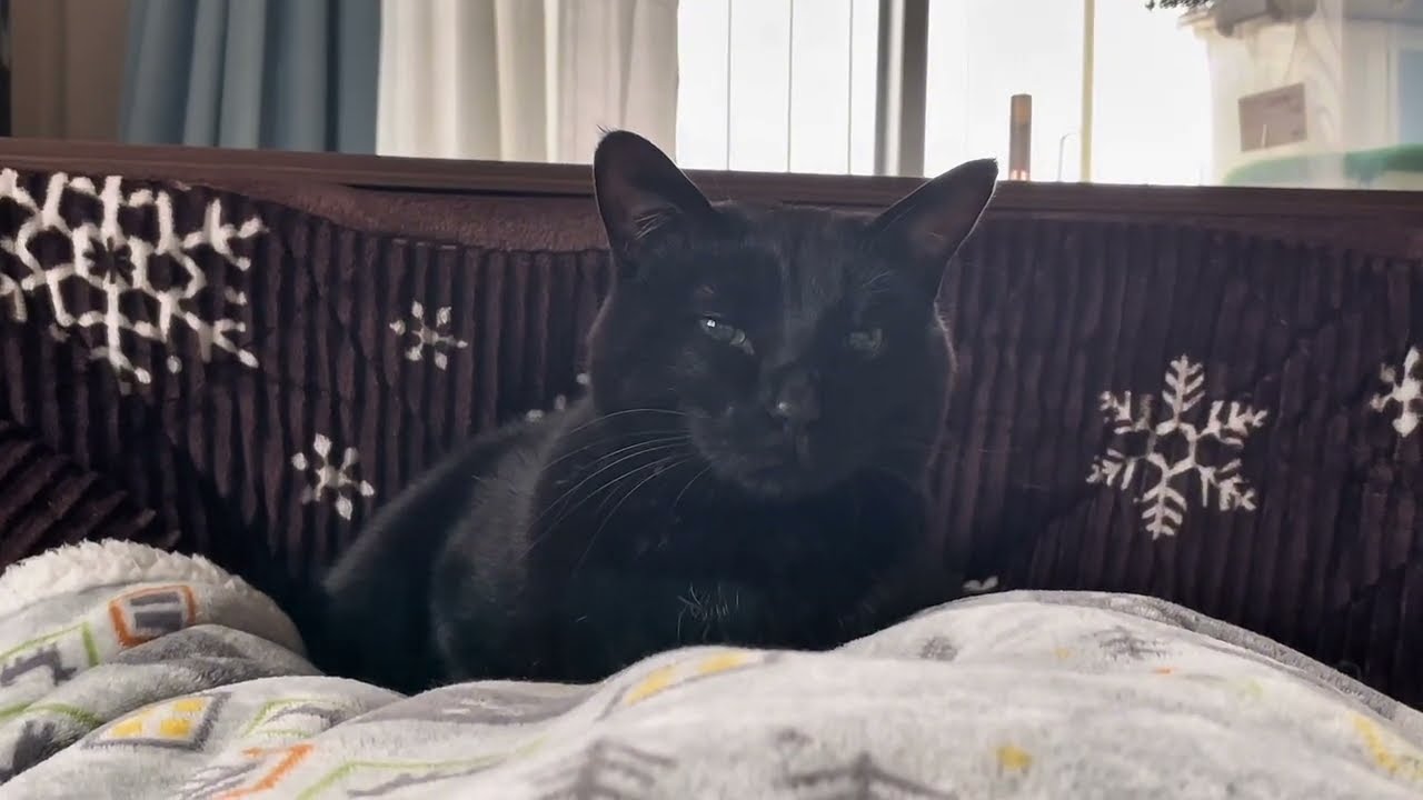 【睡眠導入】膝上の眠る猫まとめ【BGMなし・テレビ音あり】