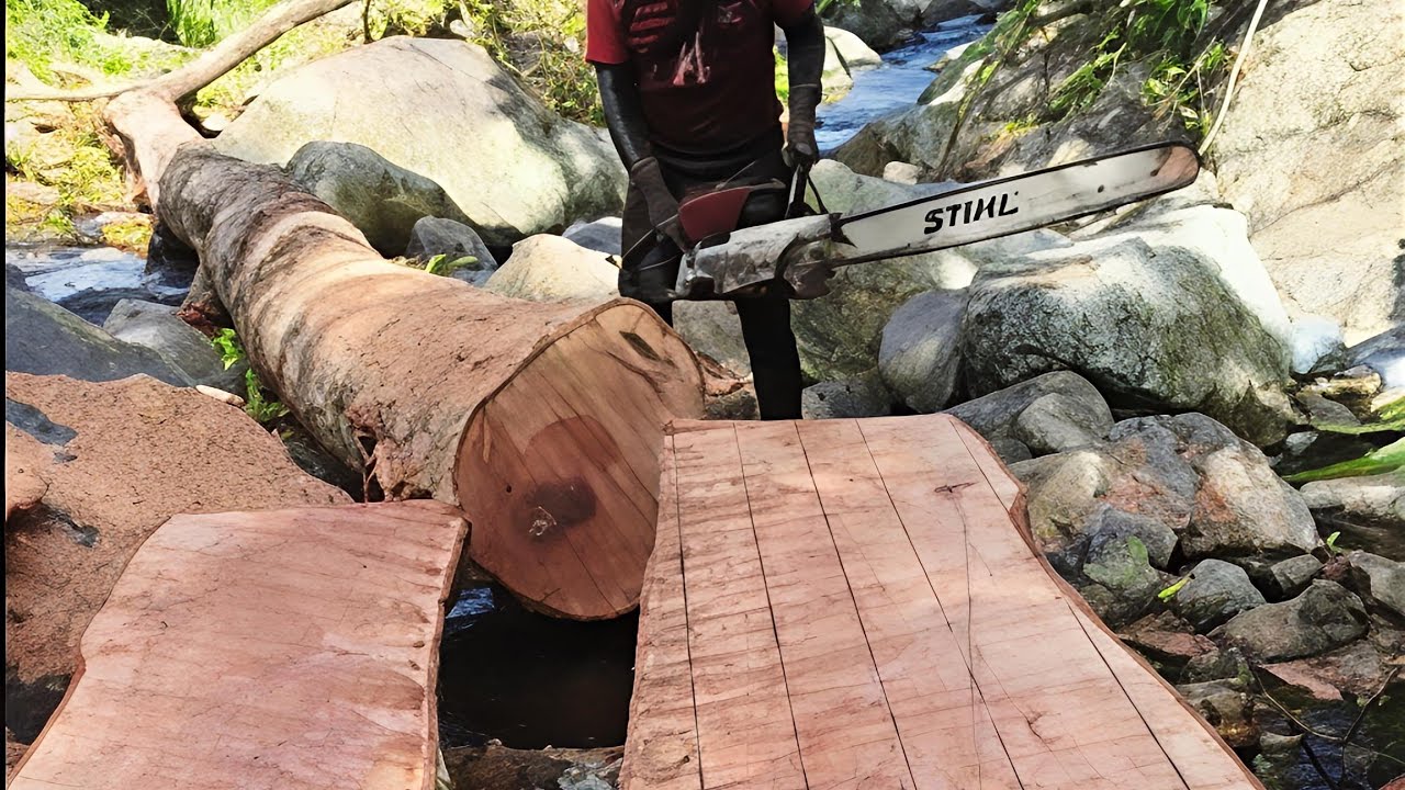 Chainsaw Cutting a Giant Red Meranti Log in the River