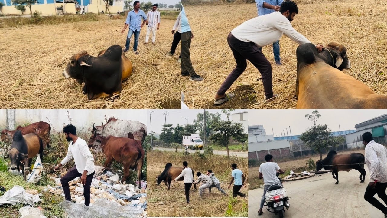 बेल के गले में किसने फंदा लगा दीया।😡😡😡😡😡