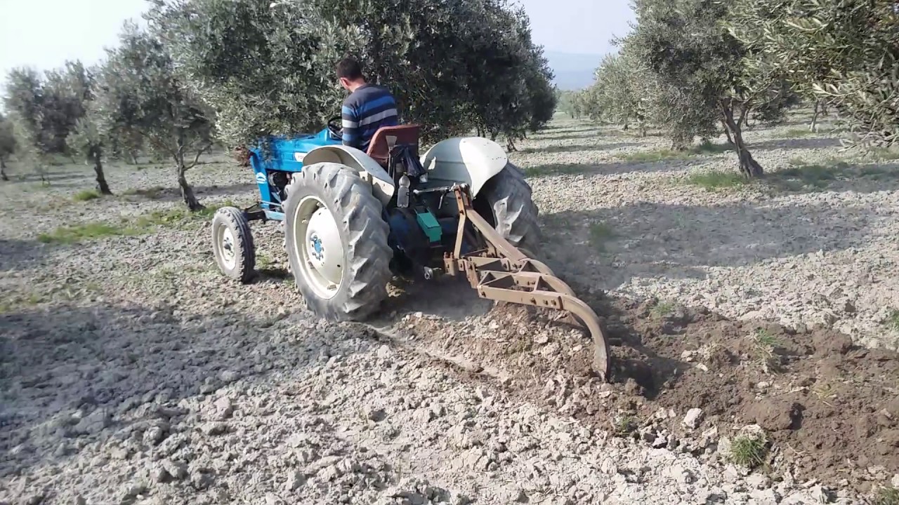 Ford 2000'le zeytin tarlası sürmek