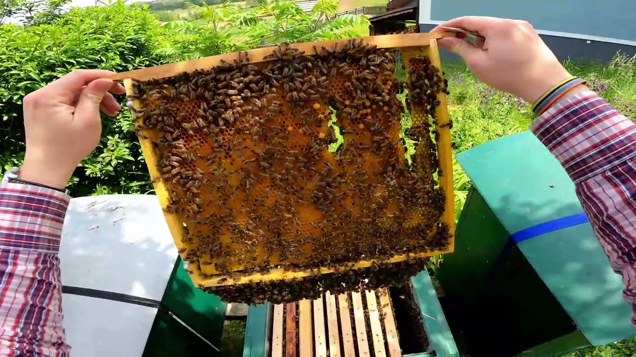 FULL UNCUT POV hive inspection, with HUGE dadant sized FRAMES.