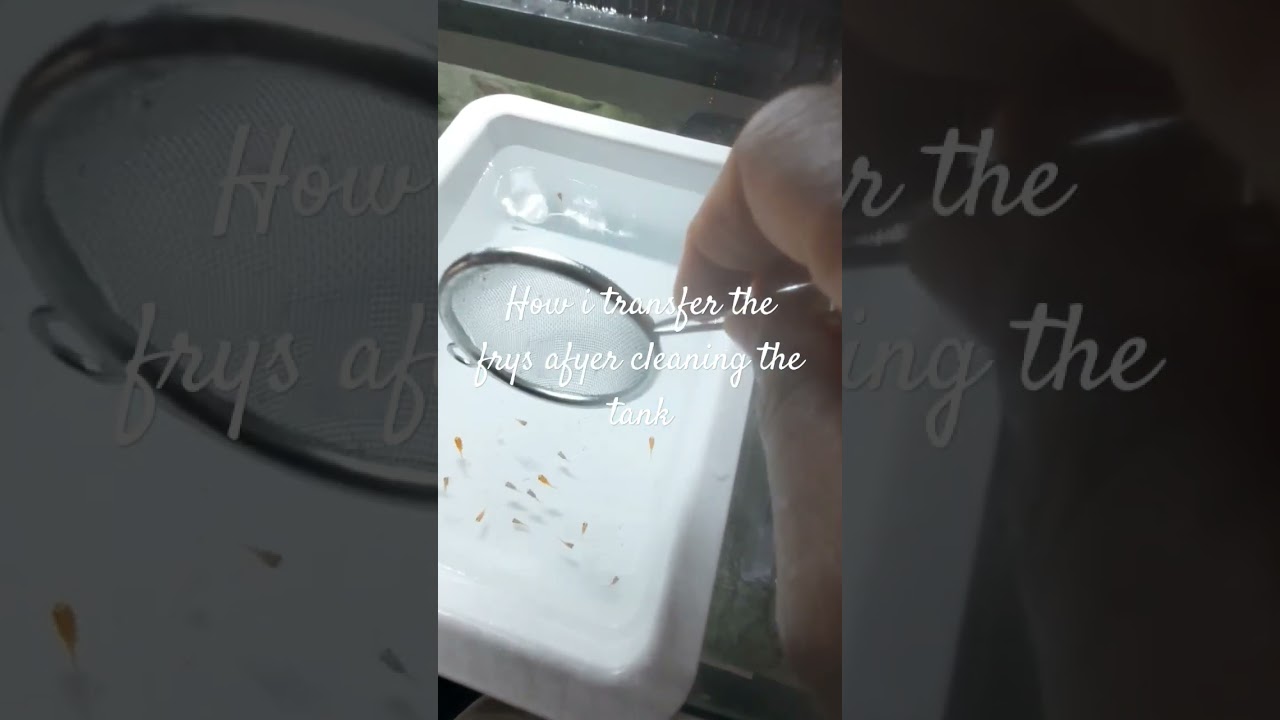how i transfer my frys after cleaning the tank. #fishlife #aquarium #fishmama #fry #guppies #fishfun