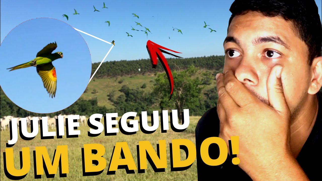 Minha maritaca seguiu um bando selvagem!!!
