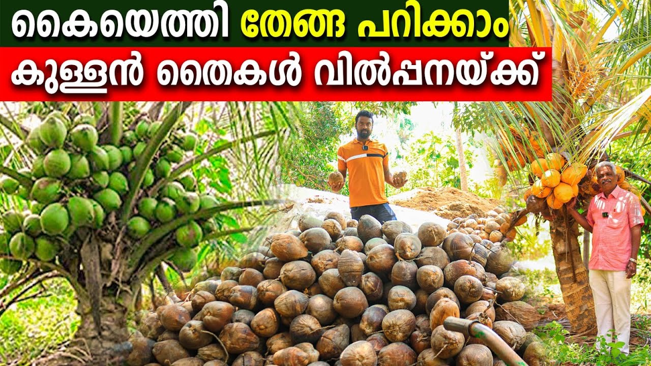 കൈയെത്തി തേങ്ങ പറിക്കാം | കുള്ളൻ തെങ്ങിന്‍ തൈകൾ വാങ്ങാൻ സുവർണ്ണാവസരം #dwarfcoconut #gangabondam