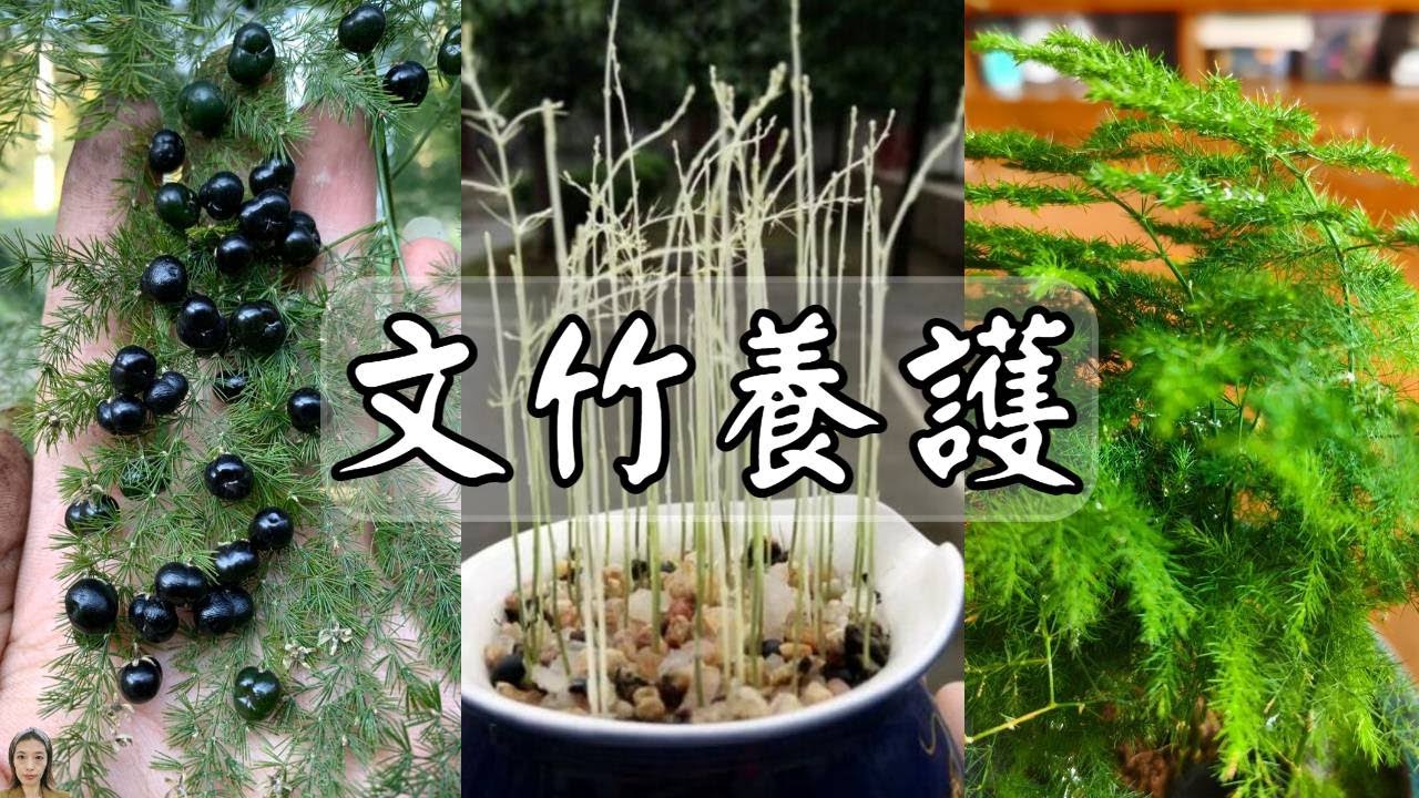 文竹养法|文竹最全养护方法，叶子越长越绿越长越密，10年叶不黄开花打籽很轻松|花花世界