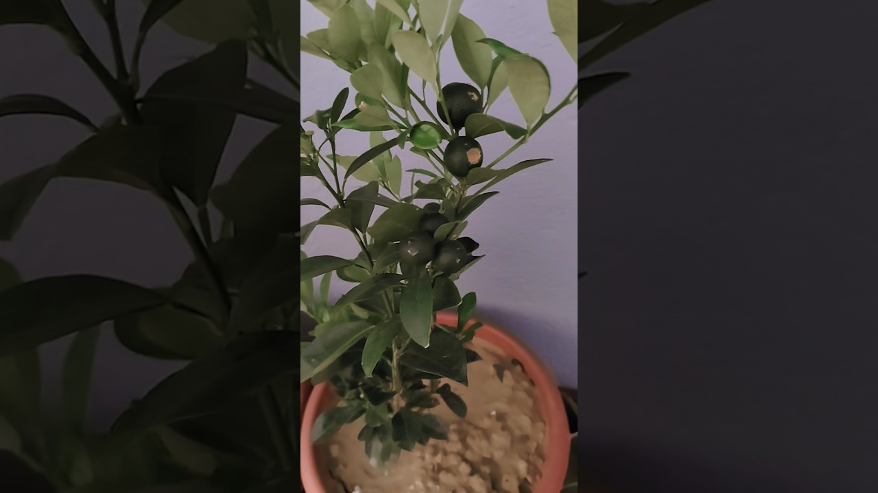 #garden