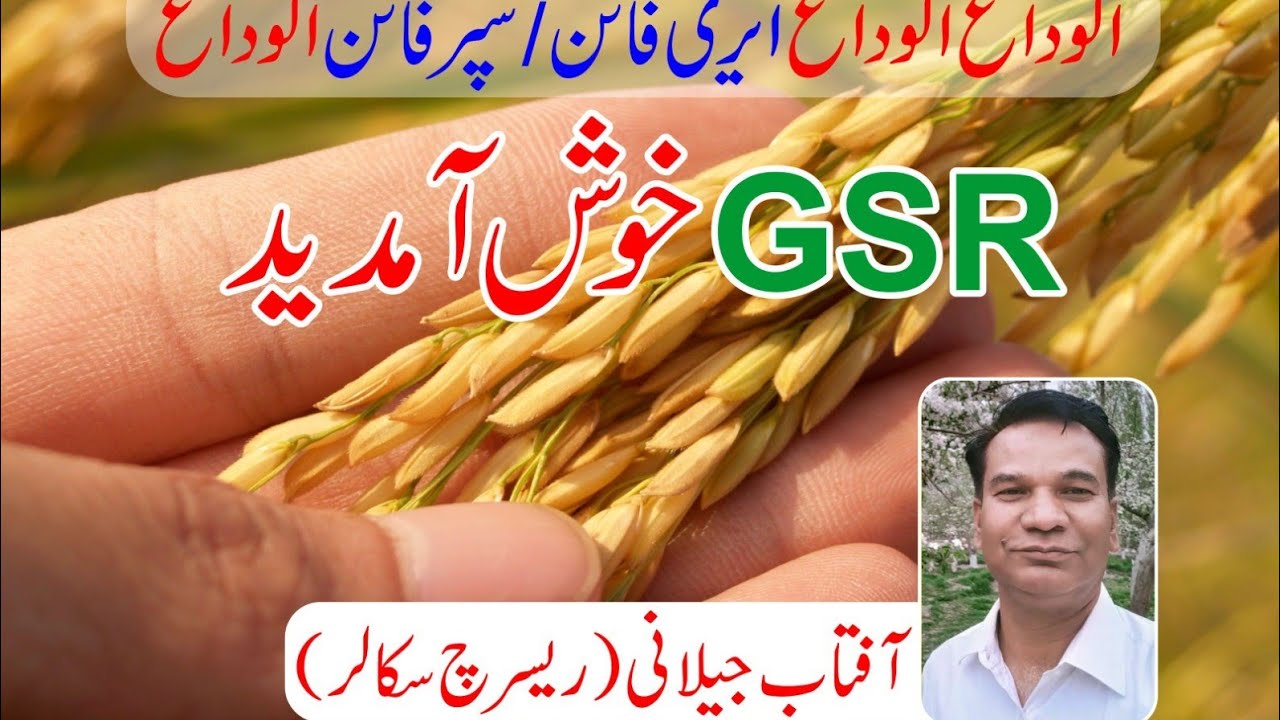 A Fantastic and Unique High Yielding Rice Variety for Early Sowing.( Green Super Rice)