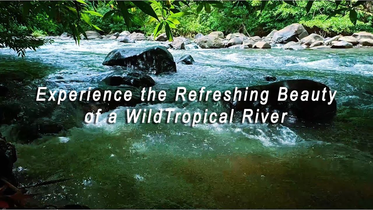 Experience the Refreshing Beauty of a Wild Tropical River