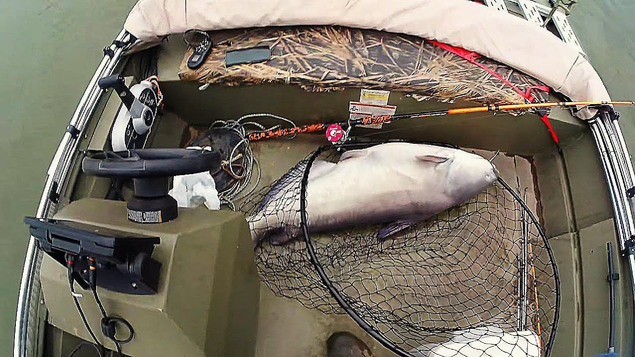 The Catfish that Broke a 110 lb scale. ( A Big Big Fish Caught )