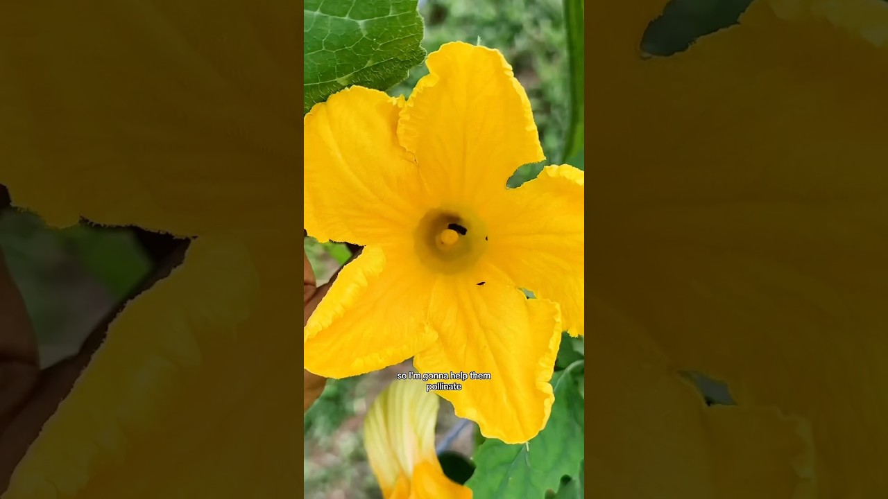 How to hand pollinate squash! #garden #farming
