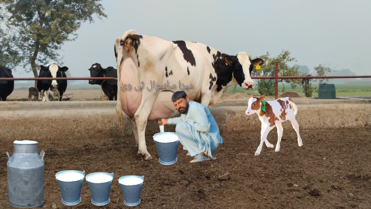 Red friesian cross cow | Red friesian cow | friesian cross cow | cholistani friesian cross cow 