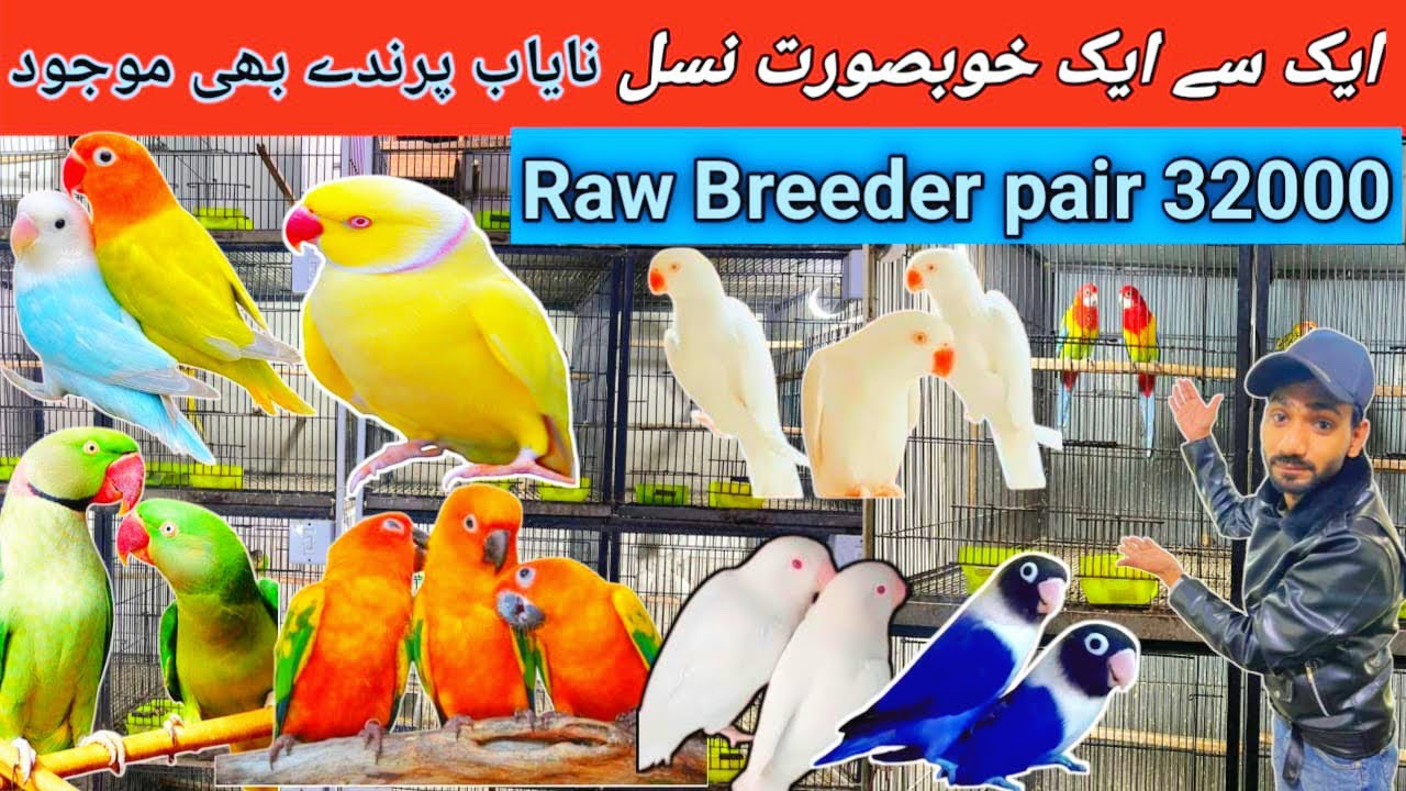 ￼ Beautiful quality Bird New deal❤️ Raw breeder Pair Sarf 32000 ma😍 canal birds market update 😘