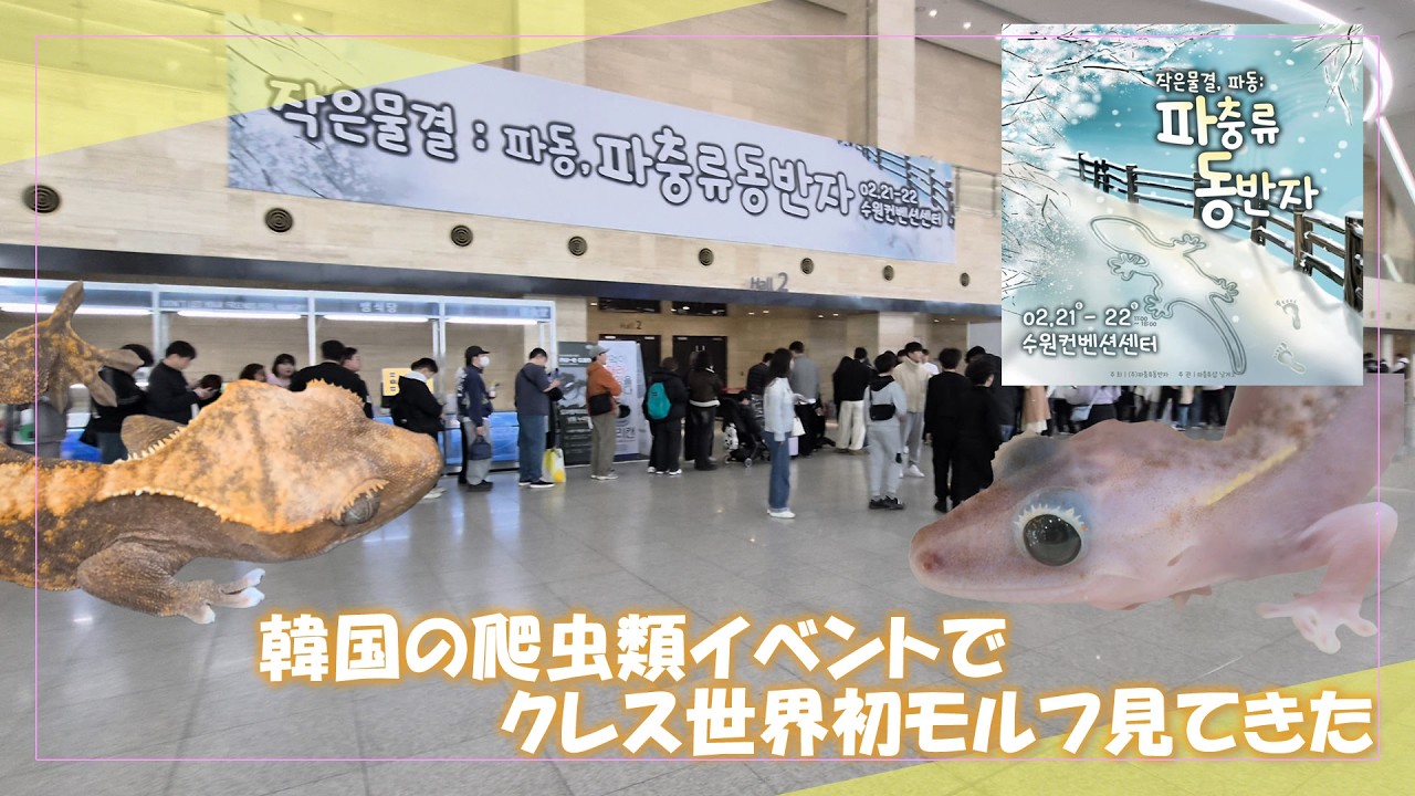 韓国でクレスの世界初モルフ見てきた【爬虫類イベント】
